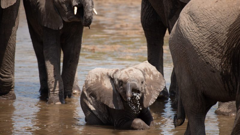 Ai 21m elephantwiggersventurebeat