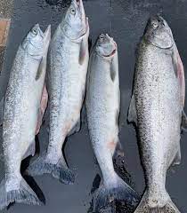 Salmon Fishing In Puyallup River