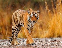 : The Precarious State of Tigers: How Many Remain in the Wild?