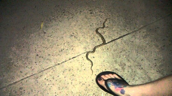 “The Unexpected Encounter: A Snake in the Oven and the Lessons Learned”