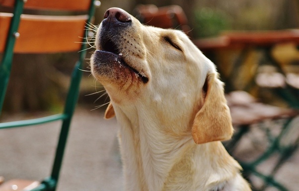 The Harmonious Connection: Understanding Why Your Dog Howls When You Howl